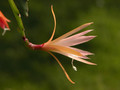 eh felcino fairy 01
