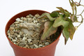 ceropegia inornata 1345