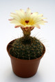 notocactus amiguettii 9761