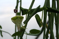 ceropegia distiucta haygarthii 9311