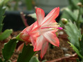 schlumbergera pasadena 11