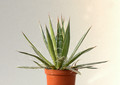 agave filifera 8483