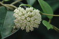 hoya acuta nova 03