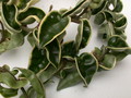 hoya carnosa compacta regalis 3948
