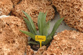 agave werklei 01