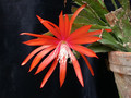 eh tiny flame 9465 09
