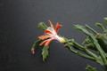 schlumbergera enigma 2439