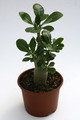 adenium multiflorum 15cm 9534