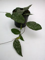hoya caudata 3961