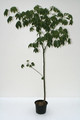 chorisia speciosa 150cm 3696
