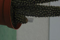 hoodia gordonii 09