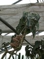 kalanchoe beharensis