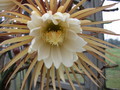 selenicereus grandiflorus 5473