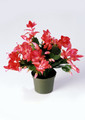 schlumbergera thor zita 9