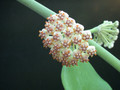 hoya kerrii 3