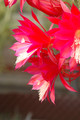 aporocactus lucifer paetz 0453