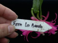 eh fern la borde 6560 11