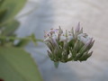 kalanchoe synsepala 8598