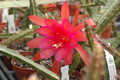 aporocactus gillian 1316