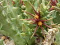 caralluma wissmannii es3475 01