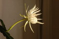 epiphyllum pumilum phasen 2289