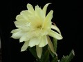 eh yellow gem 9910 1