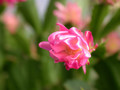 schlumbergera star burst 05
