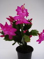 schlumbergera carneval brazil 88