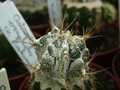 astrophytum ornatum hakuum 01