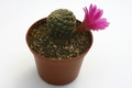 sulcorebutia mizquensis r194 9855