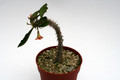 euphorbia cv wavy 6944