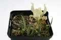 iris taurica 9230
