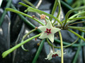 hoya retusa 8209 01
