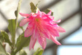 eh monastary garden 7792 02