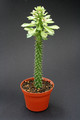 monadenium guentherie 3880