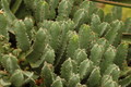 euphorbia resinifera 01 sm