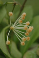 hoya obscura