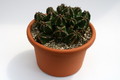 euphorbia fruticosa 9521 sm