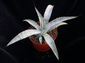 agave scabra hundido 01