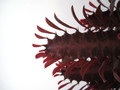 euphorbia trigona rubra 8653