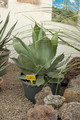 agave seemanniena