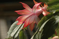 schlumbergera coral cascade 8210