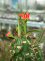 euphorbia vigueri es 12068 02