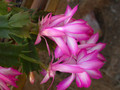 schlumbergera hatherton charm 213
