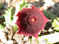 huernia keniensis kleinbl zacher 07