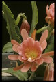 eh gretel 38 161