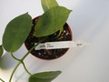 hoya ariadna 1390