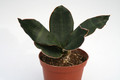 sansevieria hyacinthoides 5742