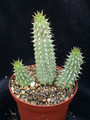 hoodia gordonii 02