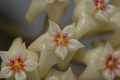 hoya nicholsonia 8831 07